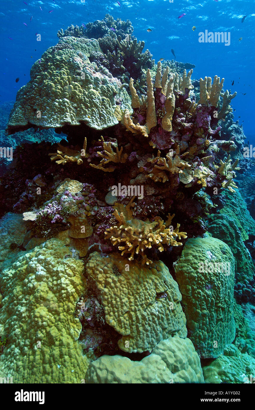 Coral reef mainly lobe coral Porites spp Namu atoll Marshall Islands N Pacific Stock Photo