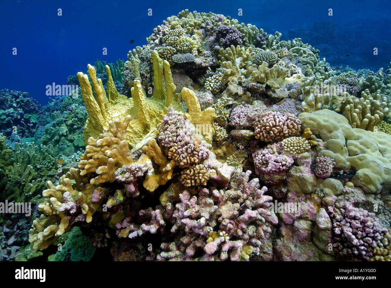 Coral reef mainly fire coral Millepora platyphylla and cauliflower coral Pocillopora meandrina Namu atoll Marshall Islands Stock Photo