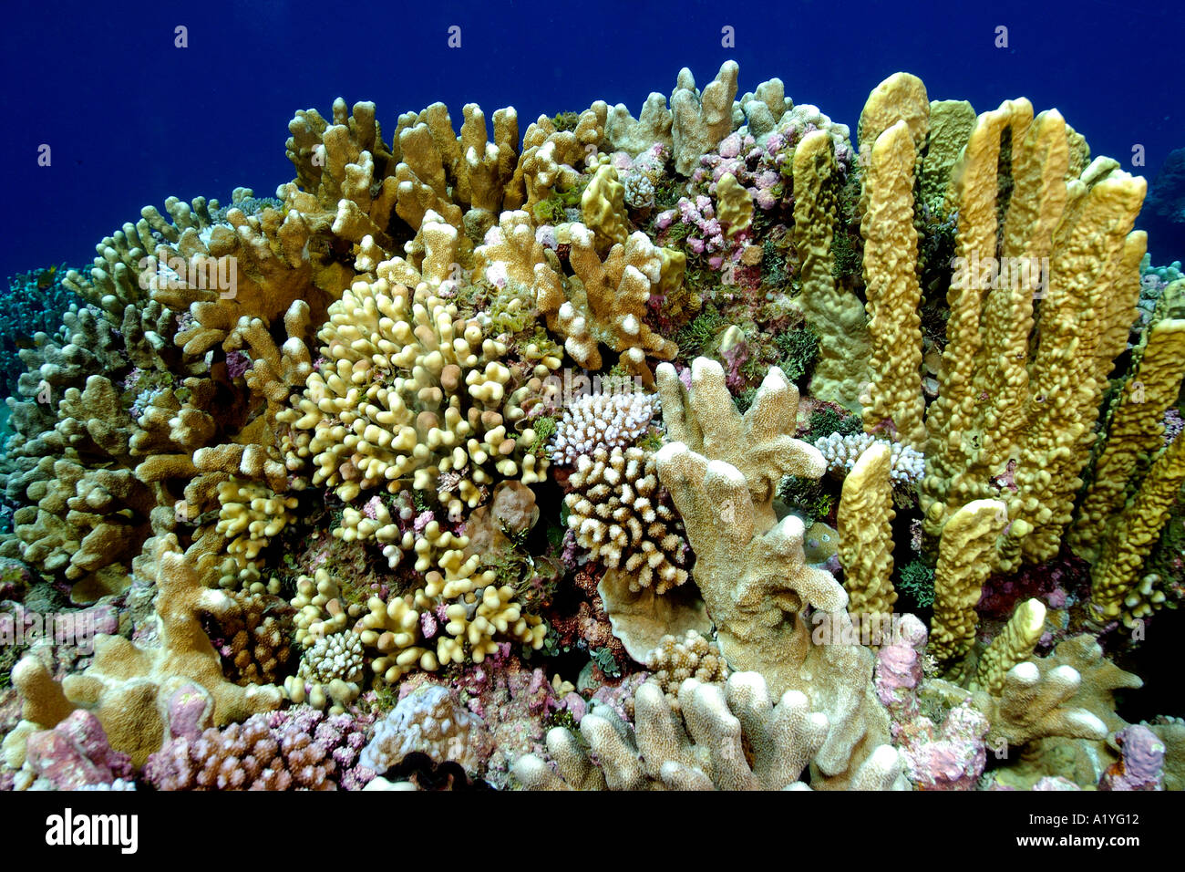 Coral reef including fire coral Millepora platyphylla cauliflower coral Pocillopora meandrina Namu atoll Marshall Islands Stock Photo