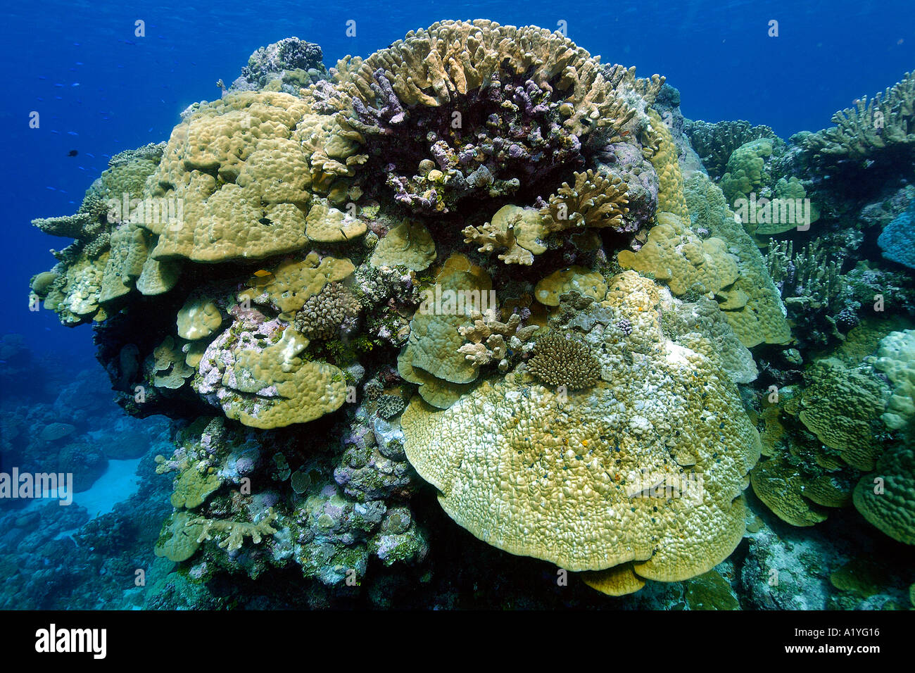 Coral reef mainly lobe coral Porites sp Namu atoll Marshall Islands N Pacific Stock Photo