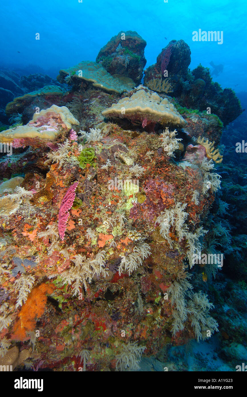 Highly diverse coral reef Namu atoll Marshall Islands N Pacific Stock Photo