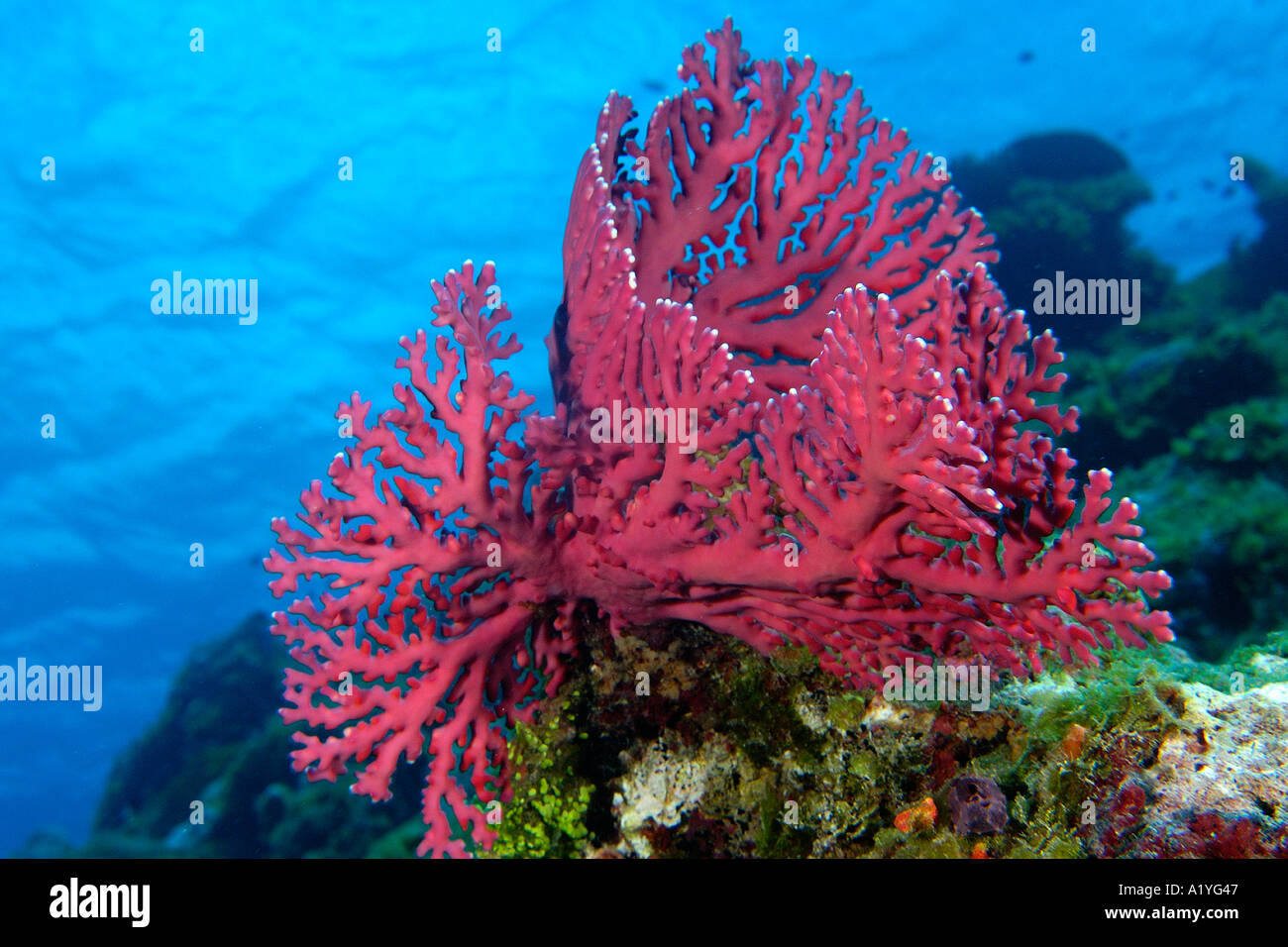 Red Lace coral Distichopora violacea Namu atoll Marshall Islands N Pacific Stock Photo