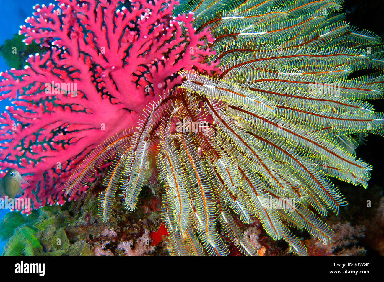 Red Lace coral Distichopora violacea and crinoid Namu atoll Marshall Islands N Pacific Stock Photo