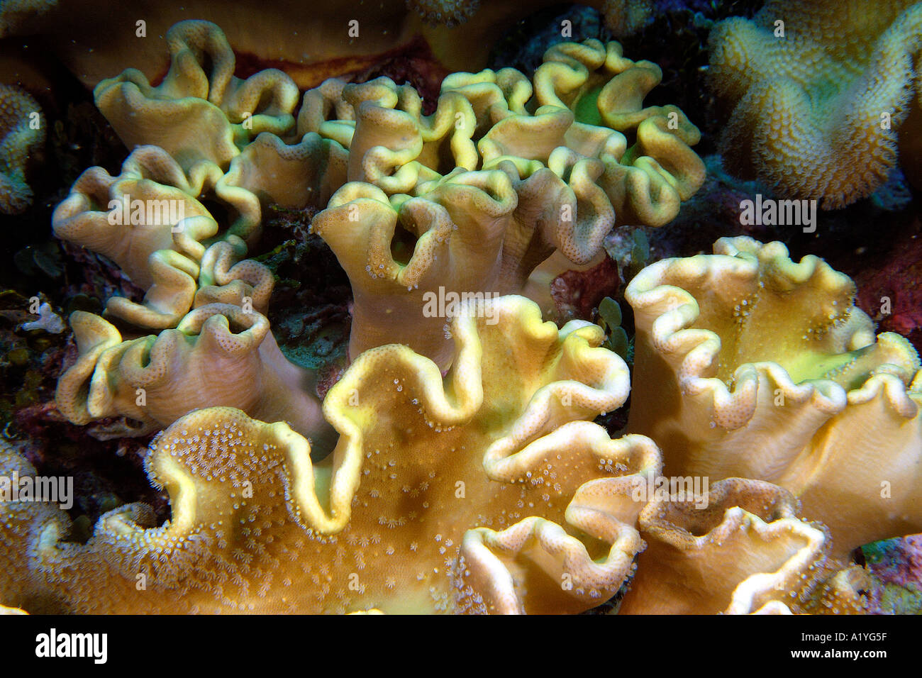 Leather coral Sarcophyton sp Namu atoll Marshall Islands N Pacific Stock Photo