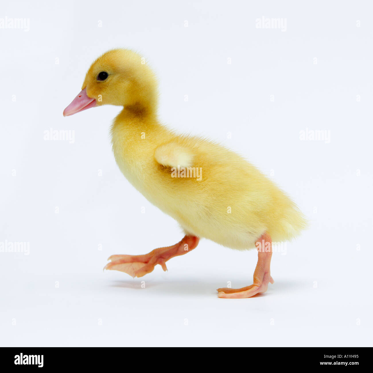 Yellow baby duck walking Stock Photo