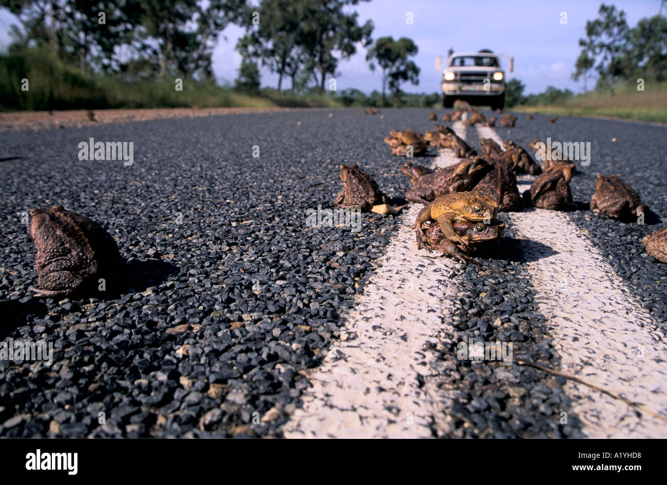 cane toads in australia Invasive, toxic and a major threat to australia's native predators, the cane toad ( rhinella marina) has been a relentless coloniser of australia's. cane toads in australia Invasive, toxic and a major threat to australia's native predators, the cane toad ( rhinella marina) has been a relentless coloniser of australia's.