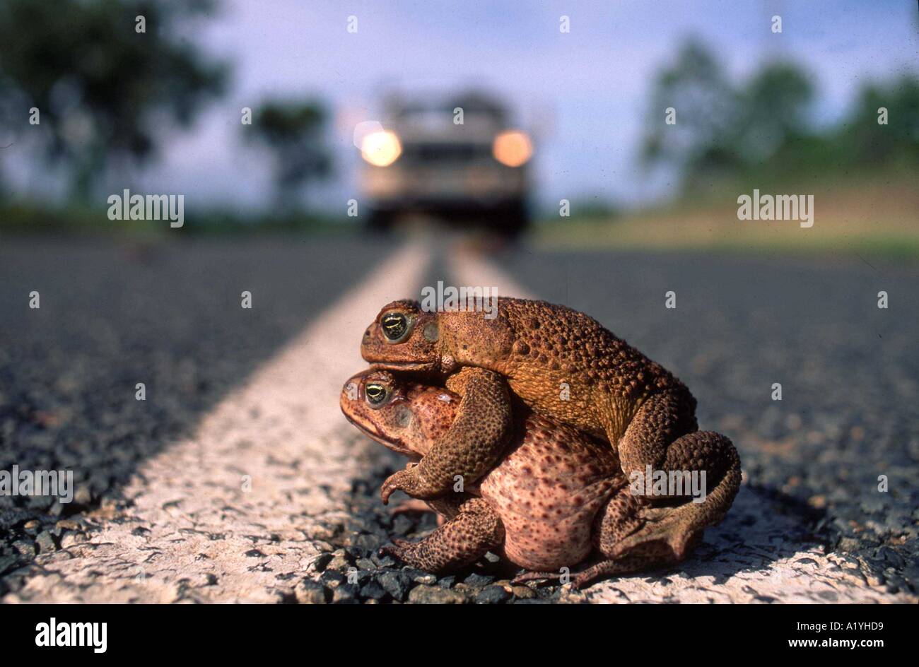 Cane Toads 'mate' on a road in outback Australia Stock Photo - Alamy