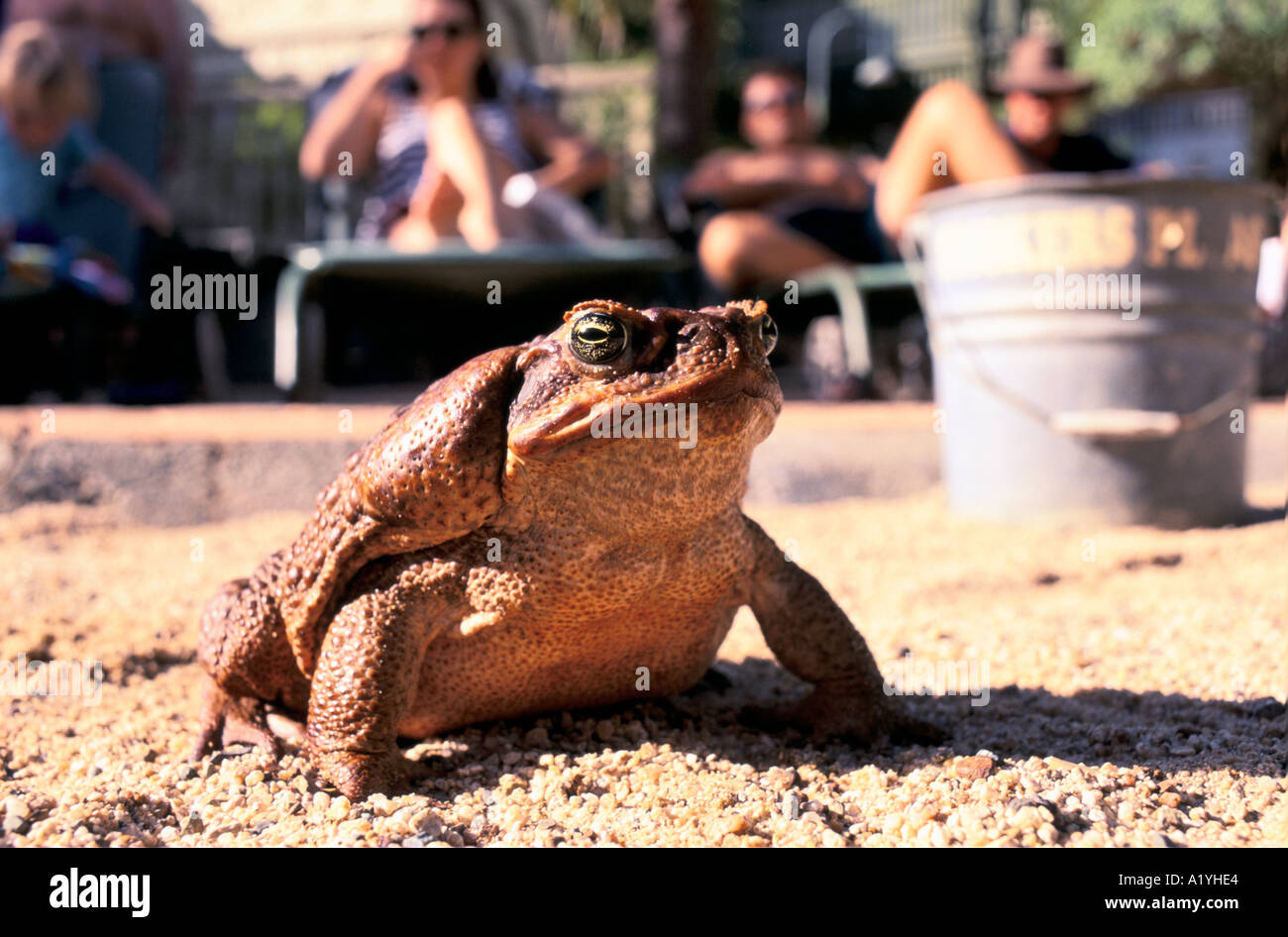 CANE TOADS OF AUSTRALIA 3 96 TOADS INFRINGE UPON HUMAN LIFE IN EVERY