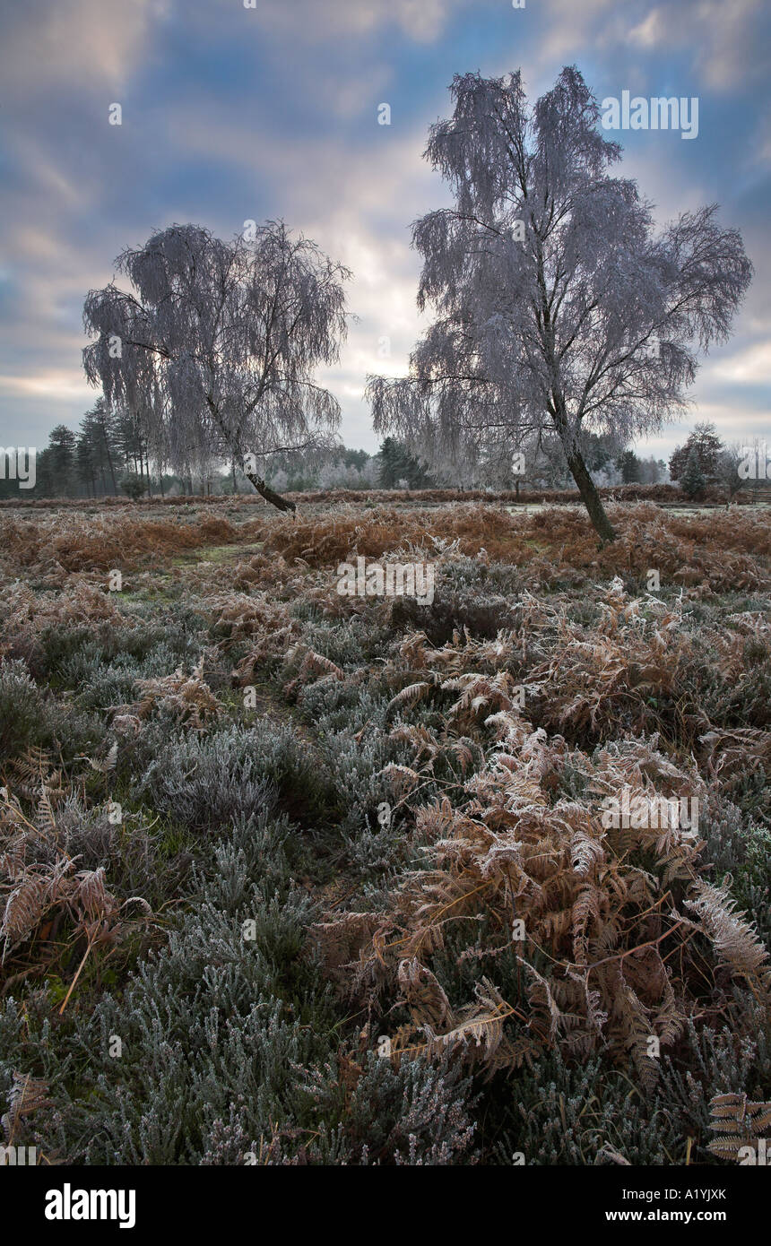 Hoar frost on New Forest heathland on a winters morning Stock Photo