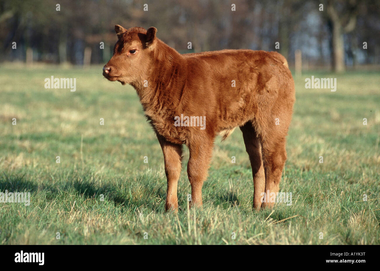 Braunweisse Kuh European Brown White Cow Stock Photo