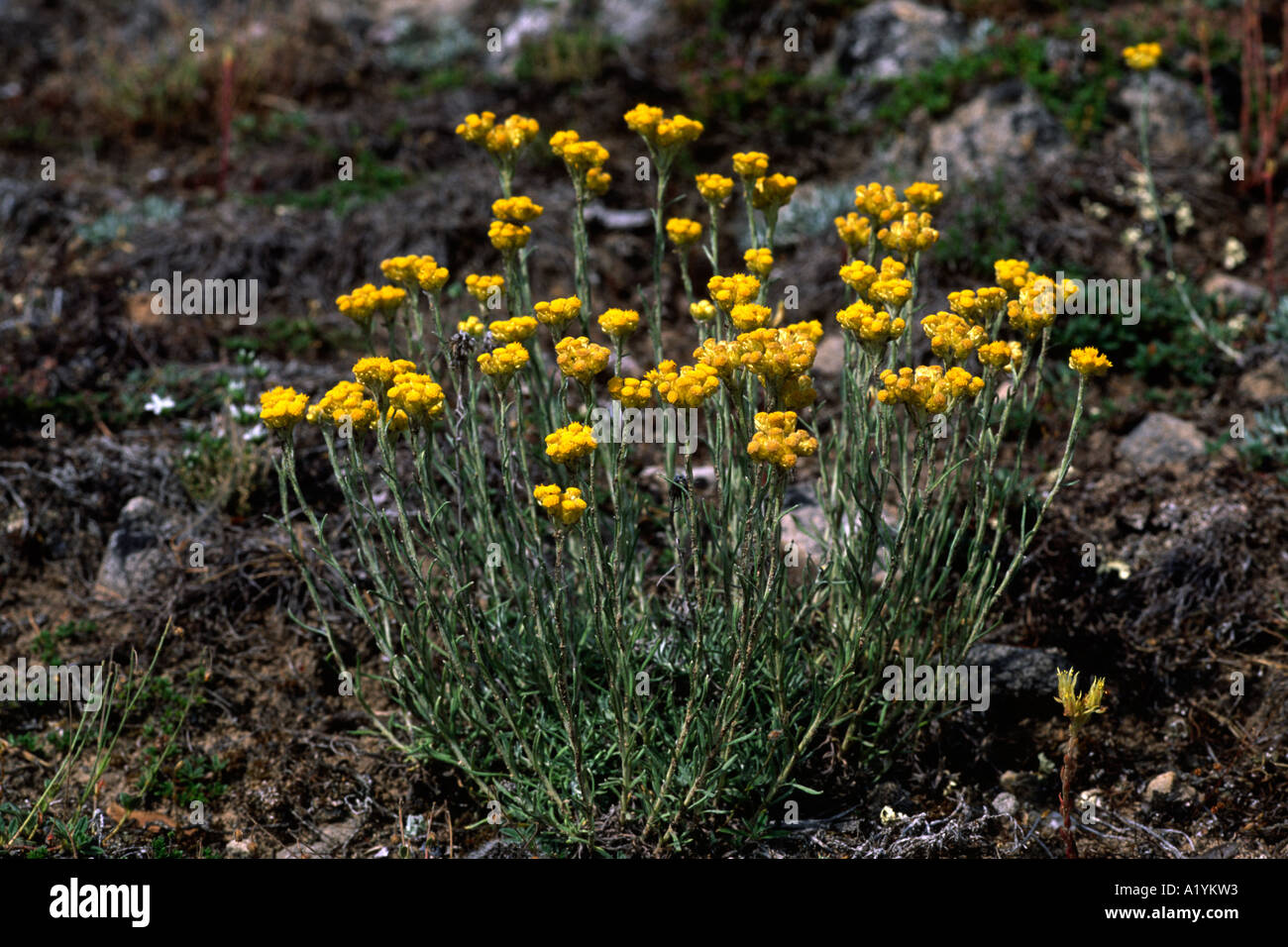 Everlasting Flower (Helichrysum stoechas). Flowering on limestone causse. Causse Mejean, Lozere, France. Stock Photo
