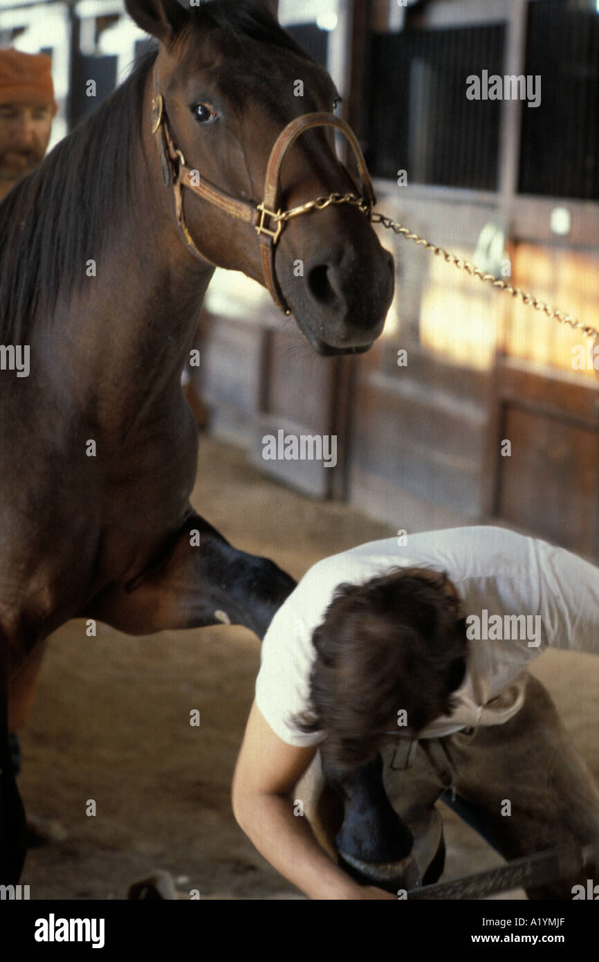 Hanover Shoe Horse Farm breeders of champion trot trotter trotting standardbred race horses harness racers  farrier blacksmith Stock Photo