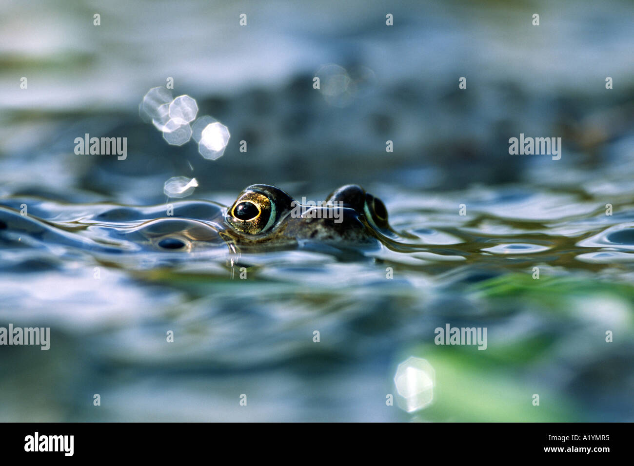 Common Frog (Rana temporaria) amongst a mass of frogspawn at a breeding pond. Powys, Wales Stock