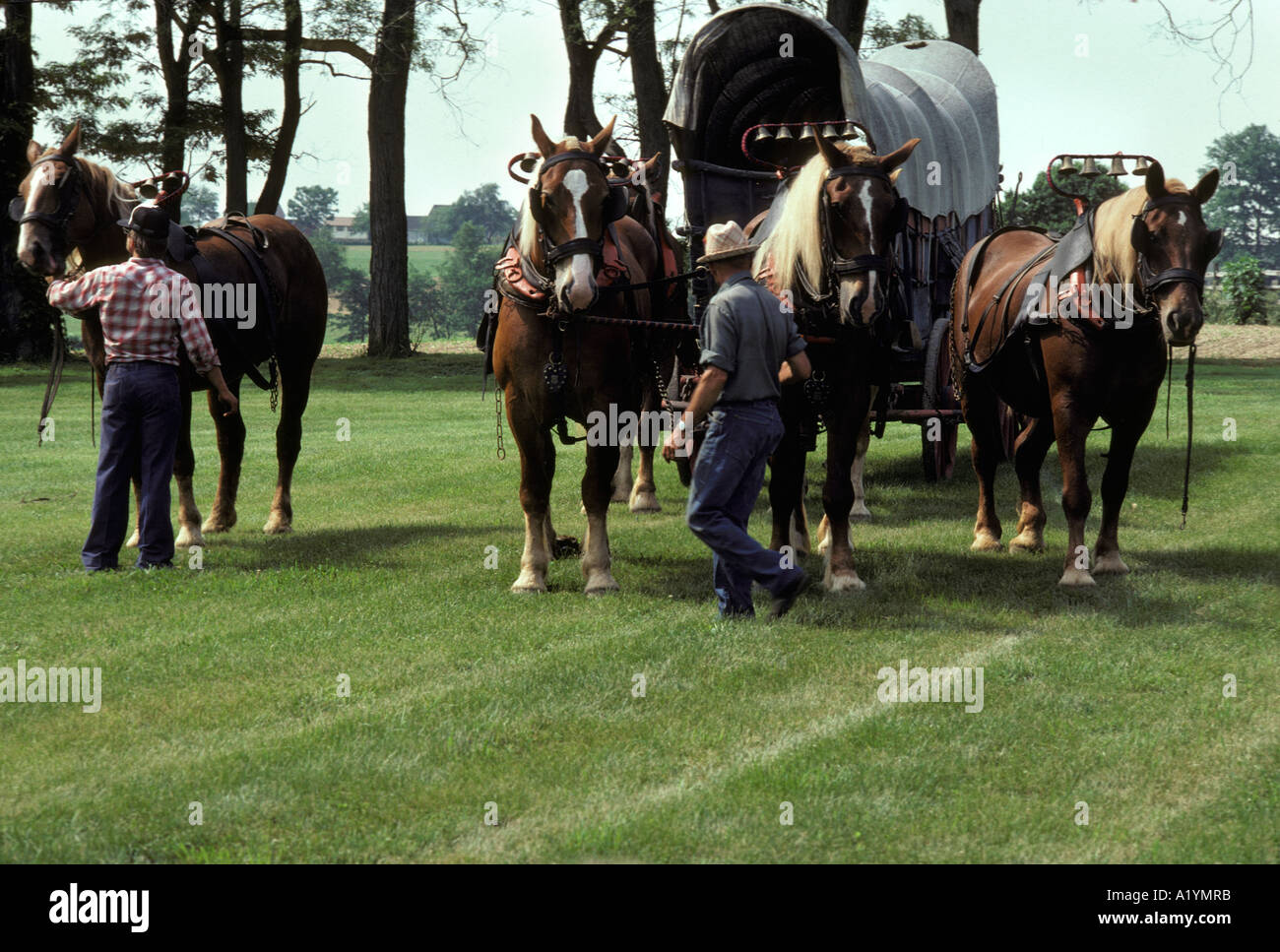 draft horse being hitched hitch conestoga wagon collie dog Landis