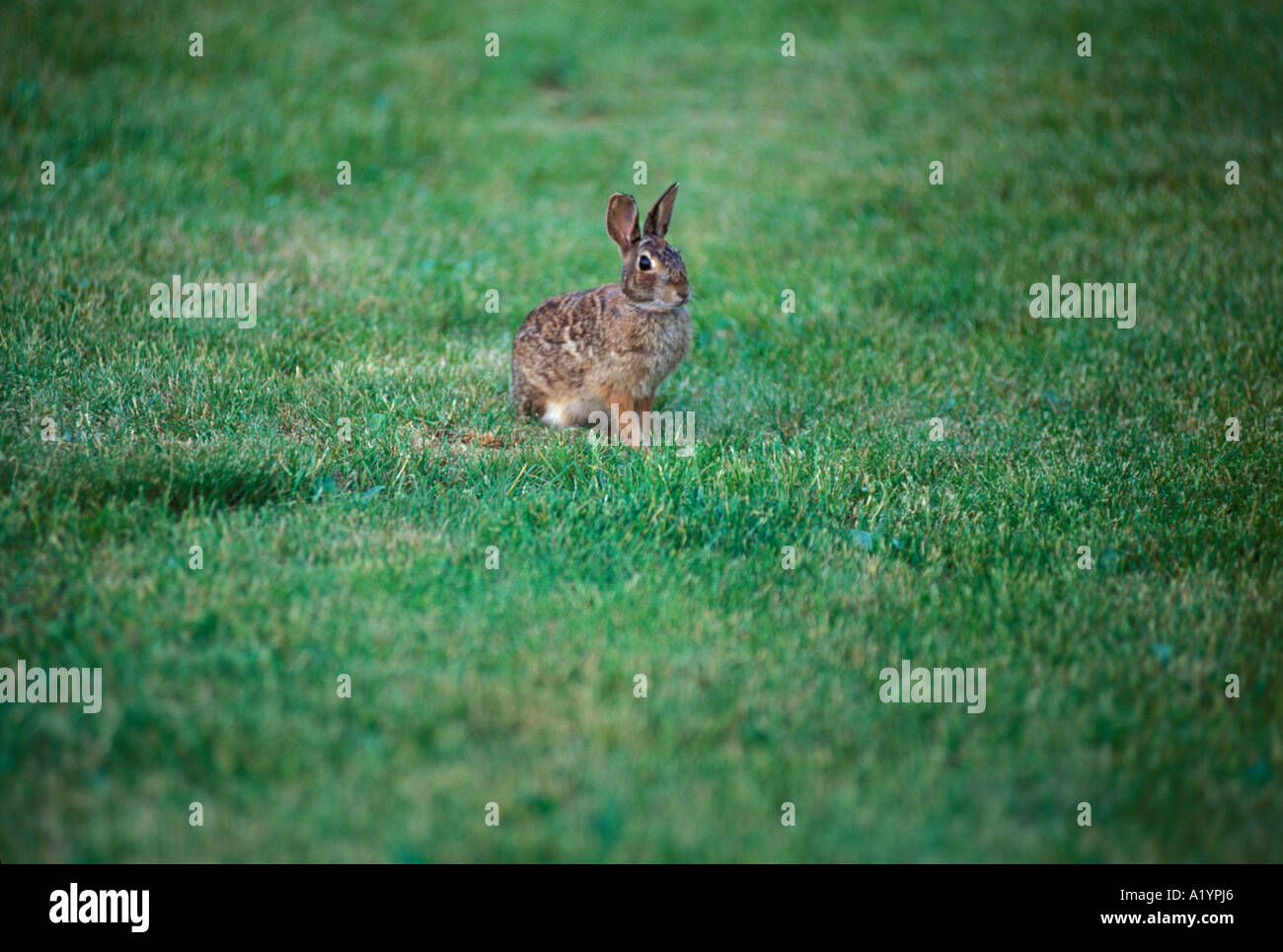 Camouflage Rabbit Biological camouflage hi-res stock photography and images - Alamy