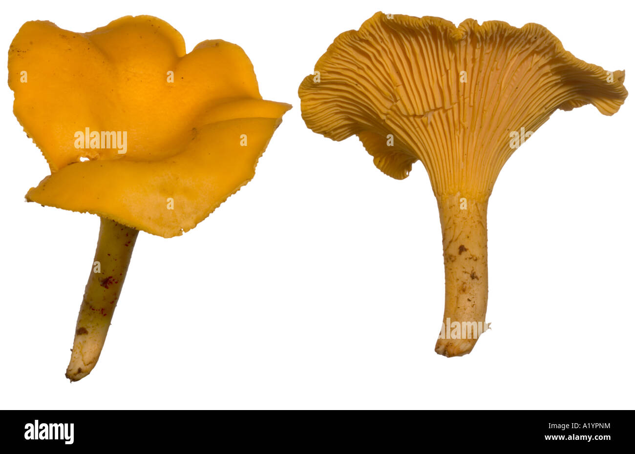Chanterelle cantharellus cibaris edible mushroom hires stock photography and images Alamy