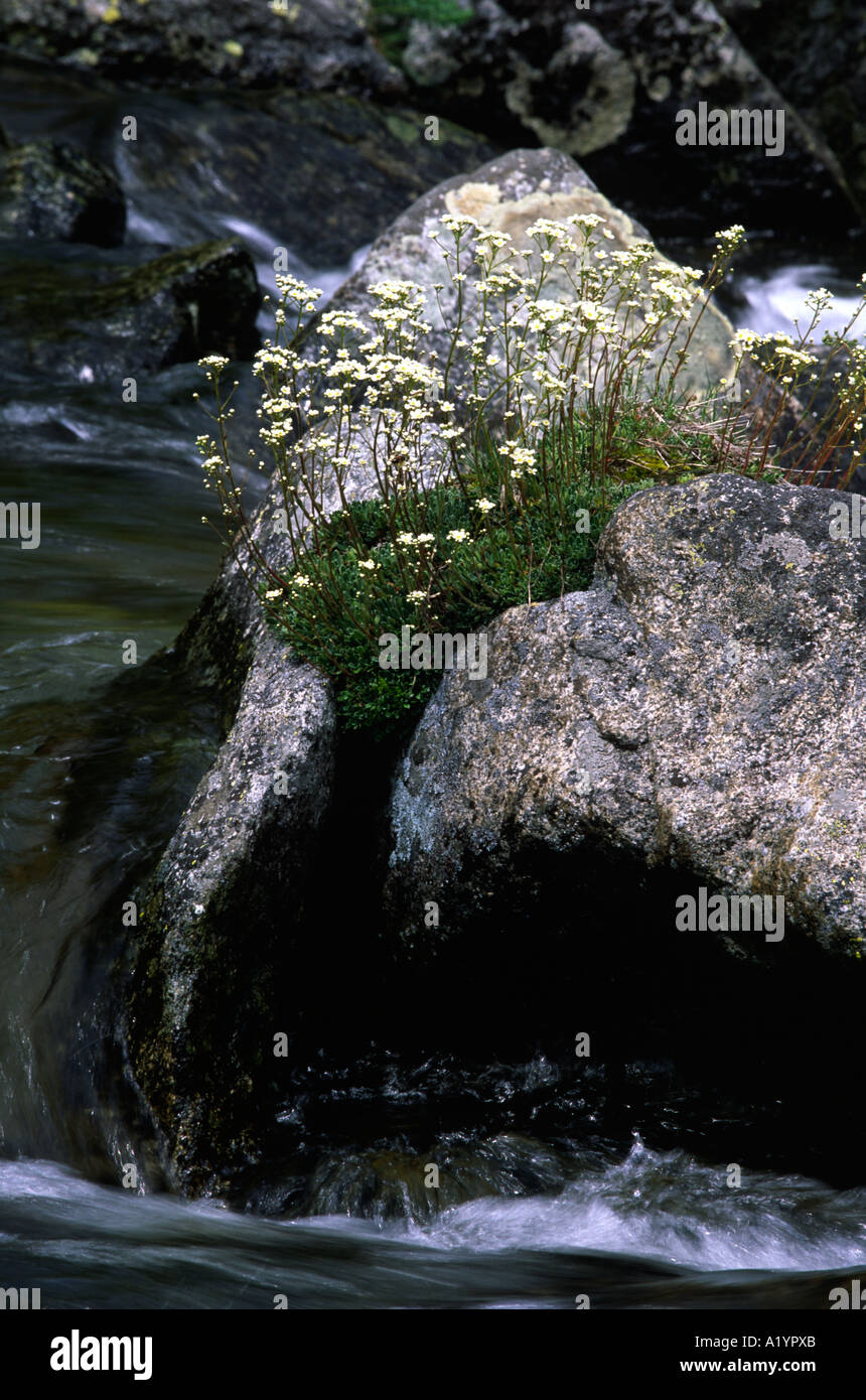 Saxifrage saxifraga paniculata hi-res stock photography and images - Alamy