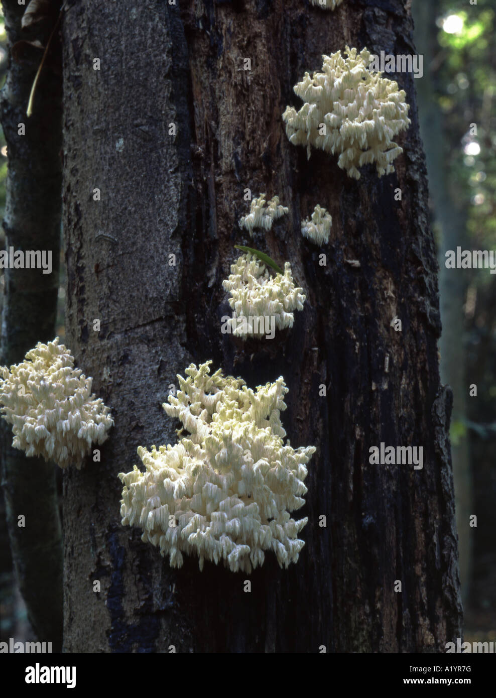 Coral Tooth Hericium coralloides. Attached to decaying Beech trunk Ebernoe Forest England Stock Photo