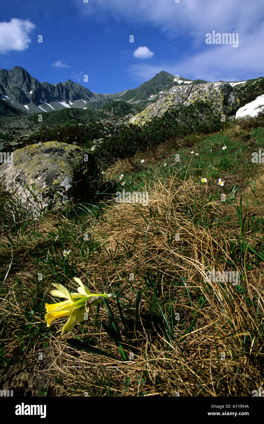 Wild Daffodils (Narcissus psuedonarcissus) flowering above the Col de Puymorens, French Pyrenees. Stock Photo