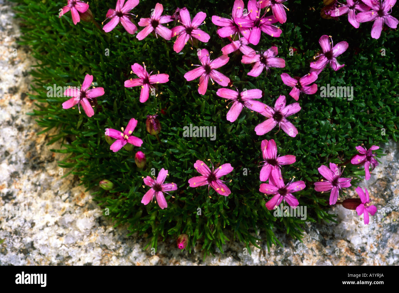 Moss Campion (Silene acaulis) flowering above the Col de Puymorens, French Pyrenees. Stock Photo