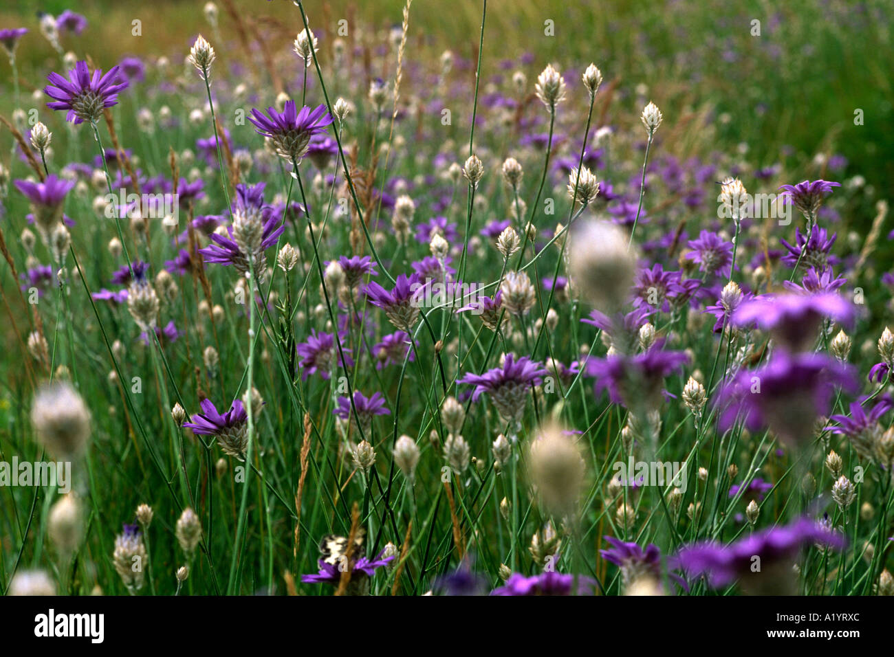 Purple Viper's Grass (Scorzonera purpurea). Flowering on a road verge. Ariege Region, France. Stock Photo