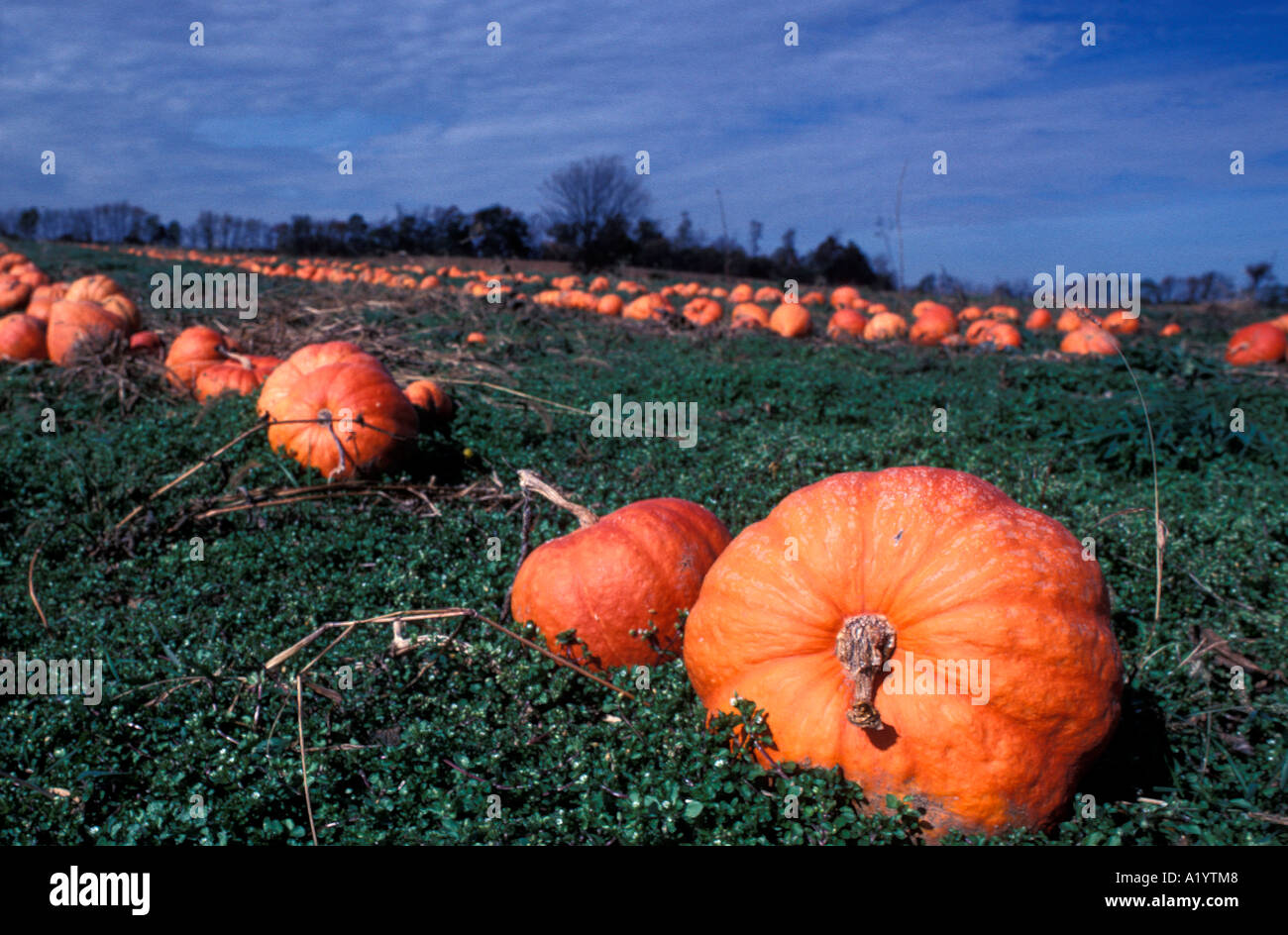 field of pumpkins Stock Photo - Alamy
