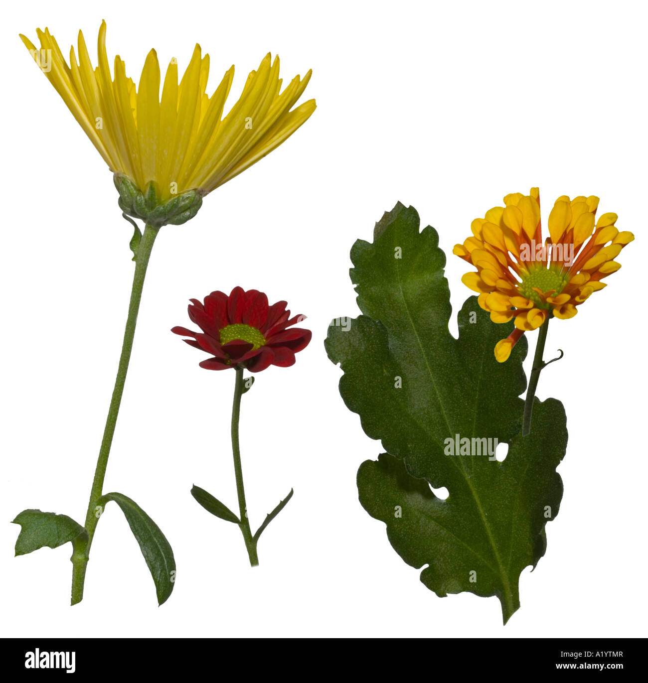 Florist Chrysanthemum cutout. Various Flowerheads on stem with leaf Surrey England Stock Photo