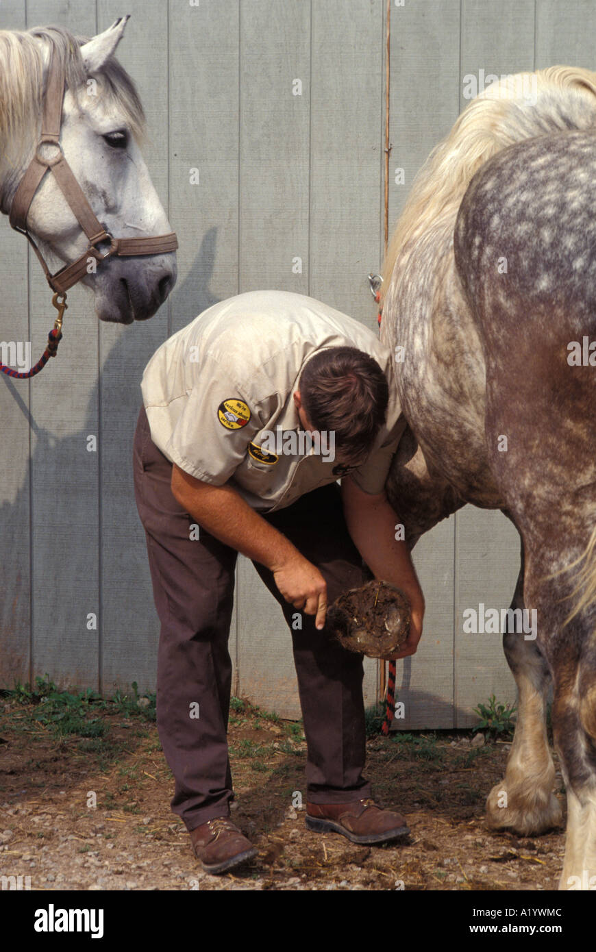 farrier blacksmith shoes horses draft occupation horseshoe Stock Photo