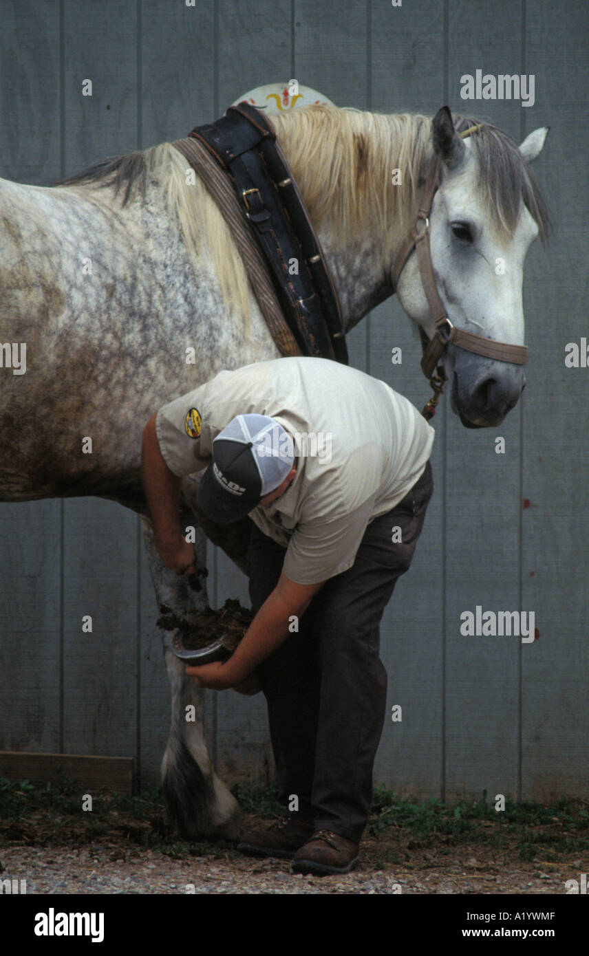 farrier blacksmith shoes horses draft occupation horseshoe Stock Photo