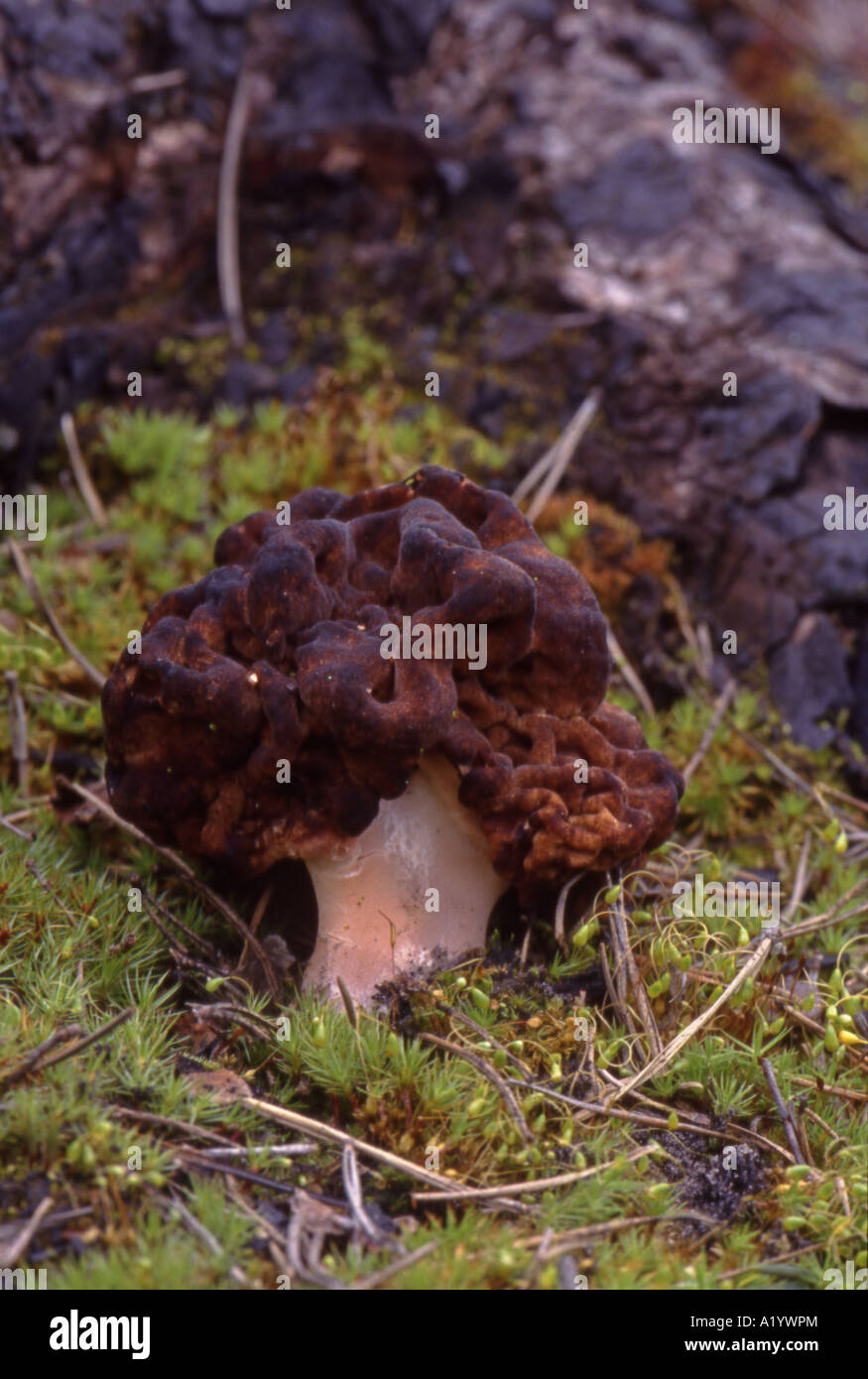 False Morel Gyromitra esqulenta. In Pine Wood Surrey England Deadly