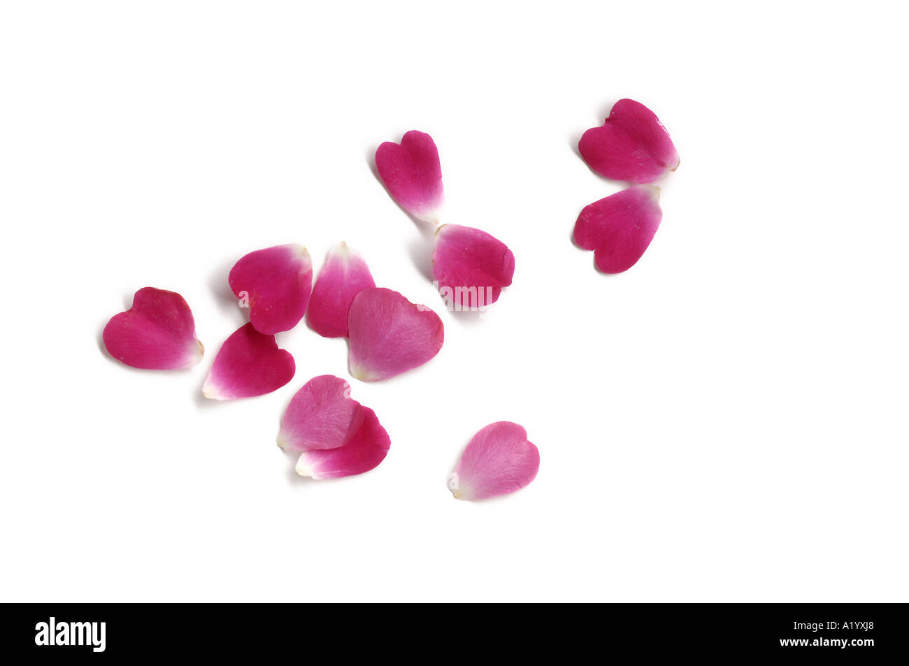 Fresh rose petals Stock Photo Alamy
