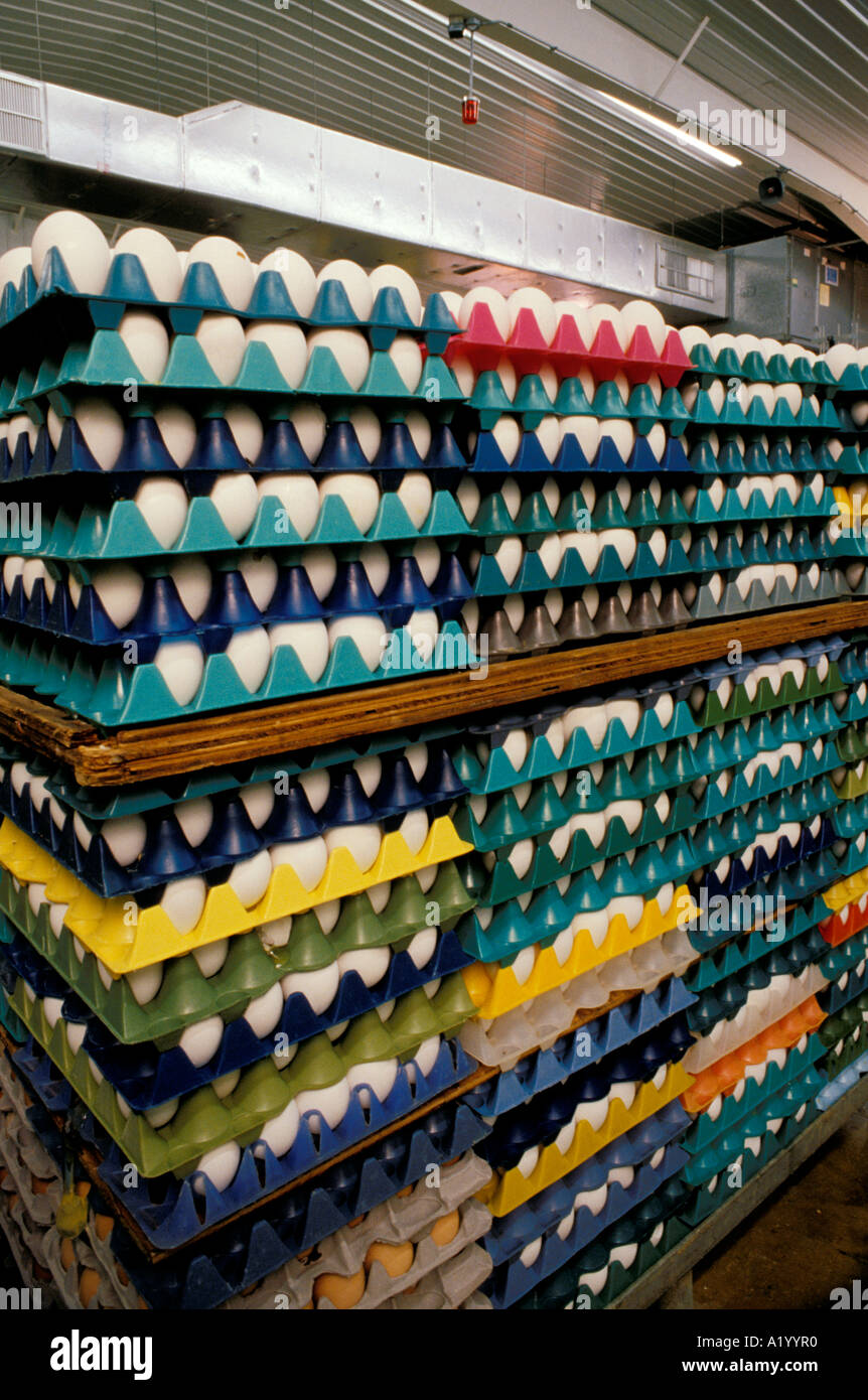 egg production egg processing warehouse factory color colorful