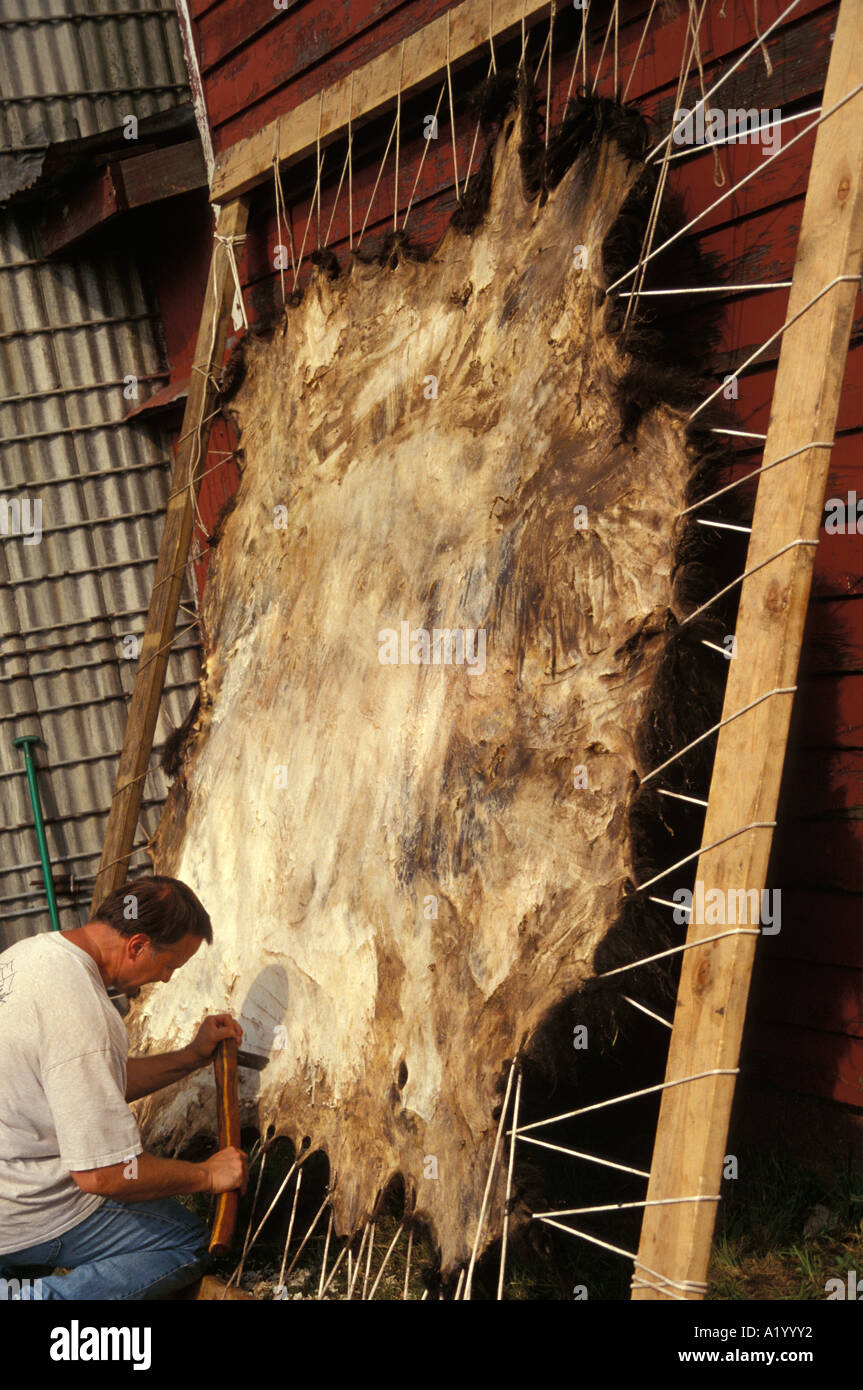 man works at tanning buffalo hide Stock Photo Alamy