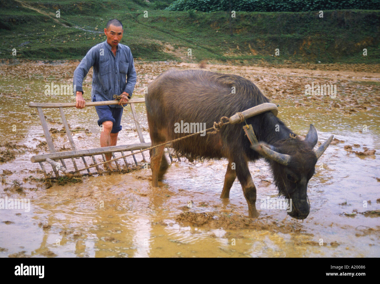 Farmer with bullock plough in flooded field at Guilin China G Hellier Stock Photo