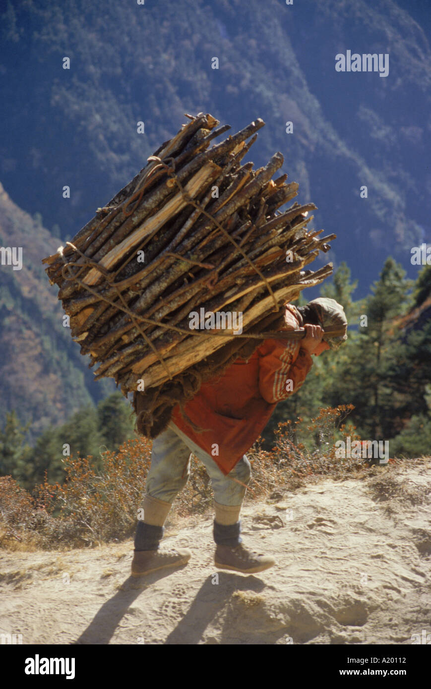Villager carrying firewood on his back from Trashinga to Namche Bazaar in the Khumbu Himal region of Nepal Asia J Green Stock Photo
