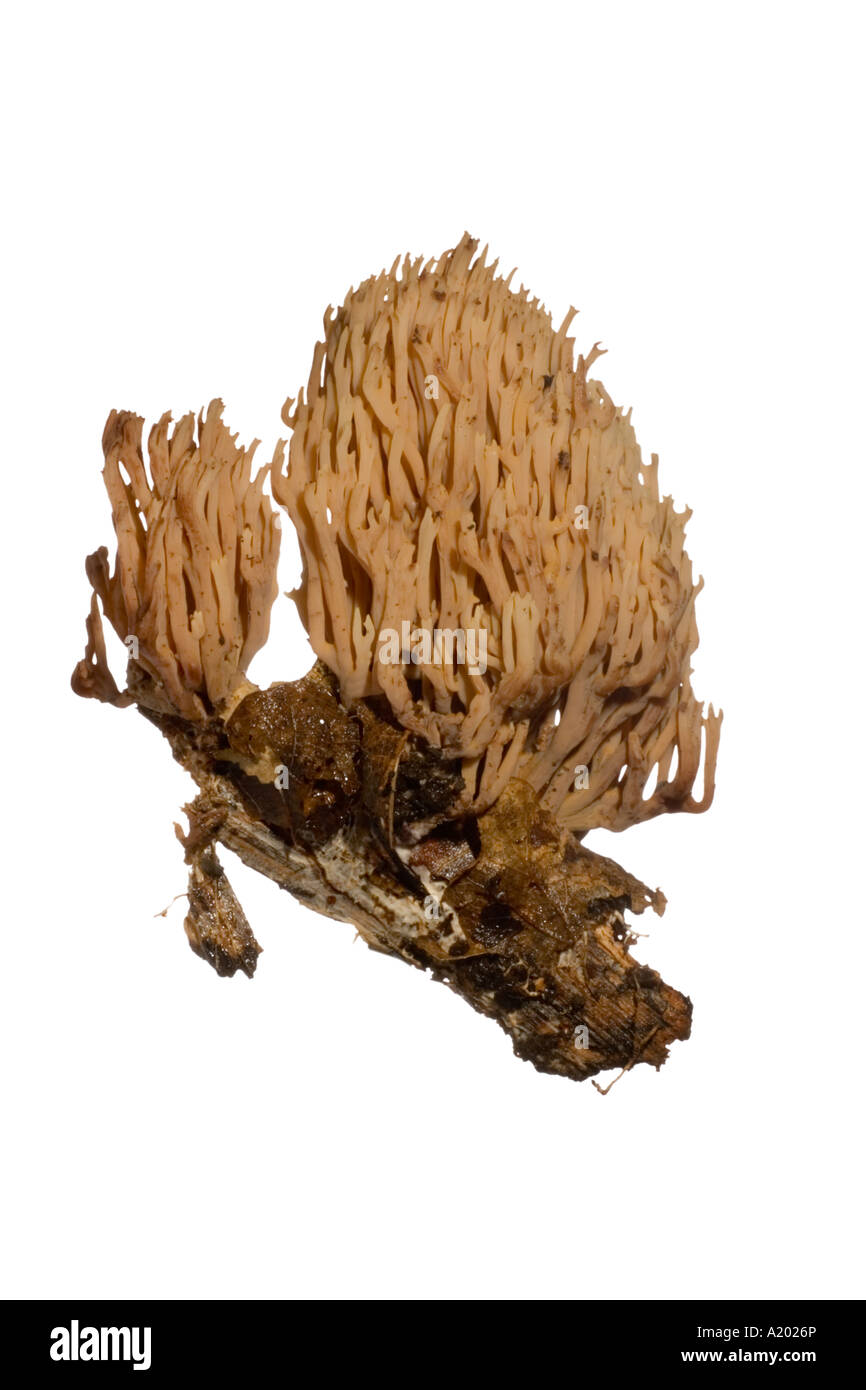 Upright Coral Romaria stricta Cutout. Whole plant growing on rotting timber Surrey England October Stock Photo