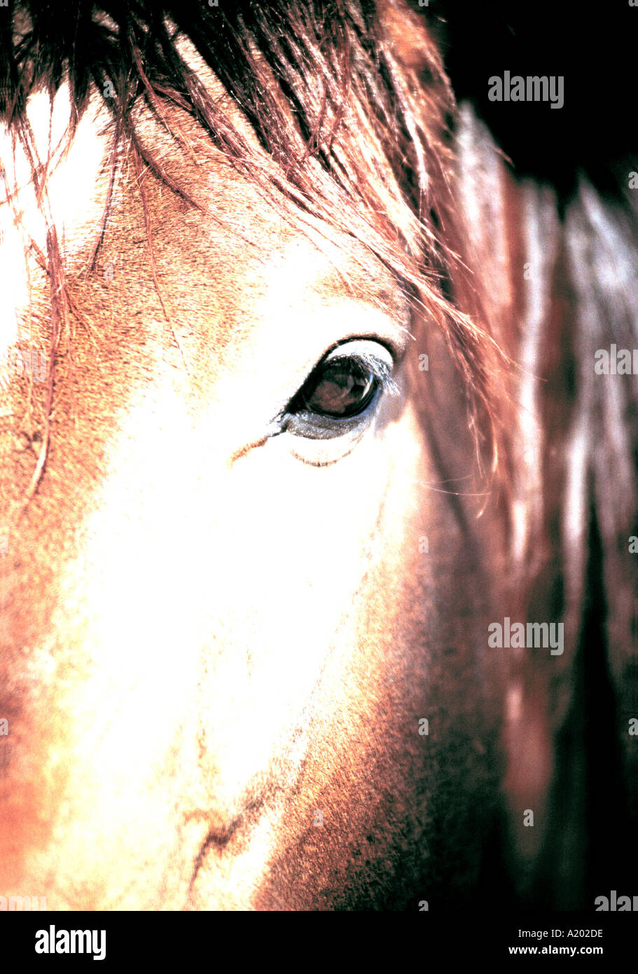 Close up of Arabian Horse Bahrain Stock Photo Alamy