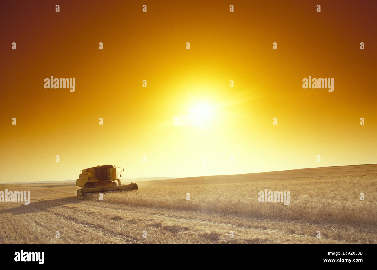 combine harvester in wheat field against low sun Stock Photo - Alamy