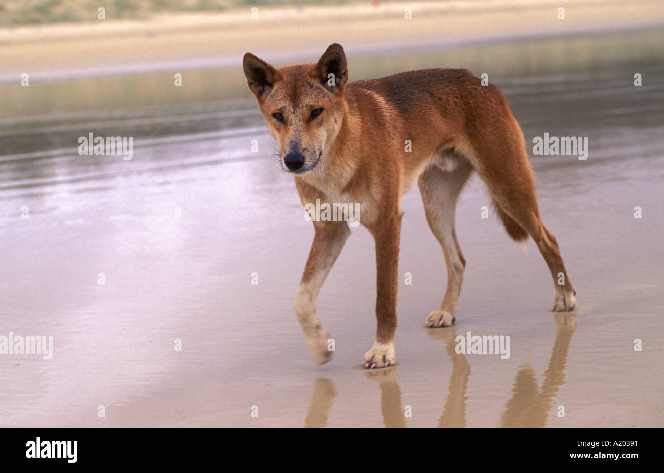 Dingo on beach Stock Photo Alamy