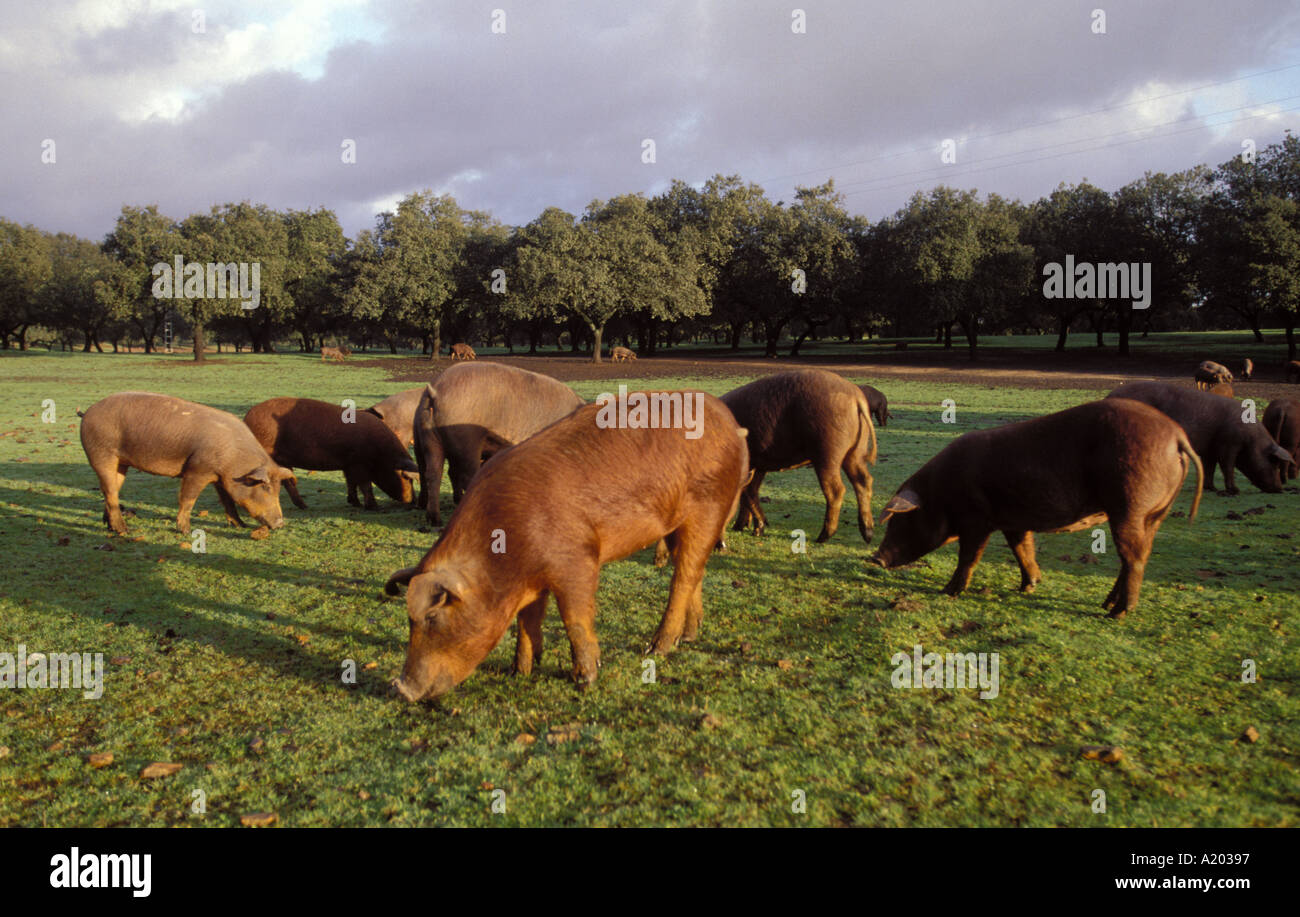 Pata Negra pigs in pasture Stock Photo