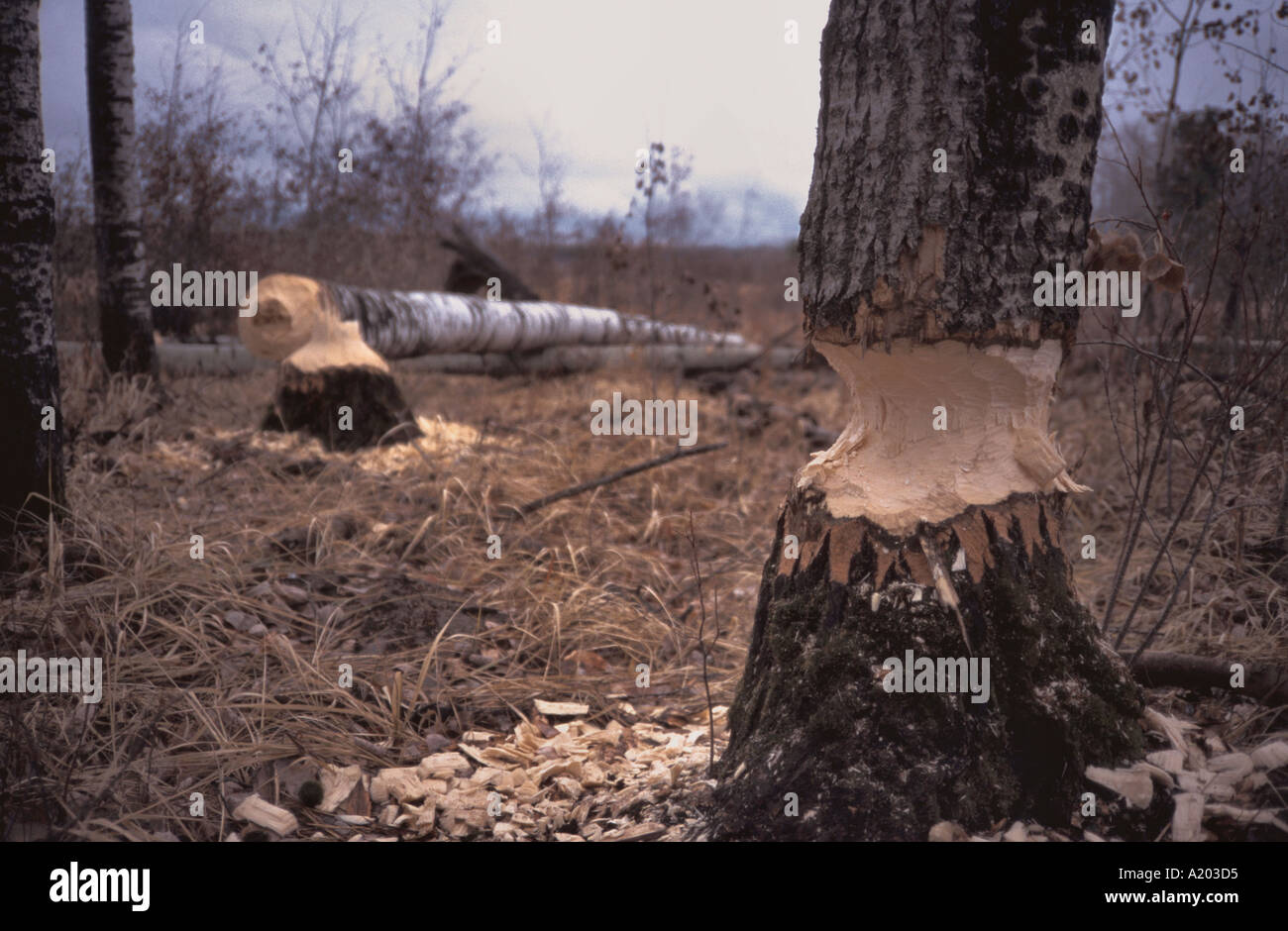 Beaver activity Stock Photo