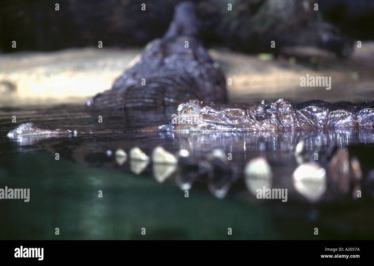 Malay saltwater crocodiles, Crocodylus porosus, in Singapore Zoo Singapore Stock Photo