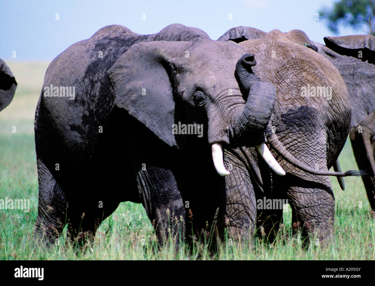 Mammals in africa hi-res stock photography and images - Alamy