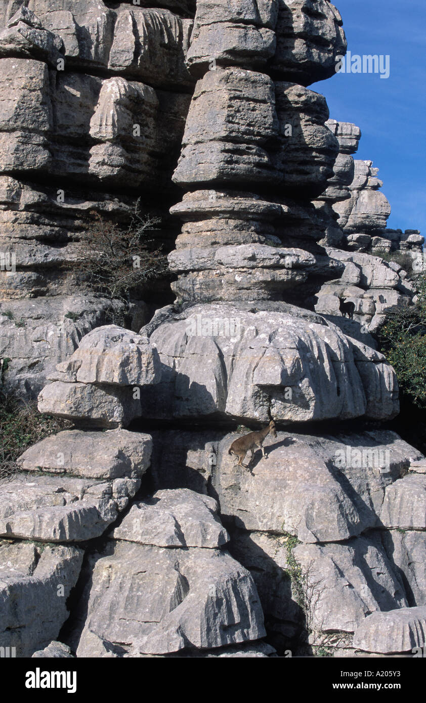Erosion working on Jurassic limestones Spanish Ibex Capra pyrenaica