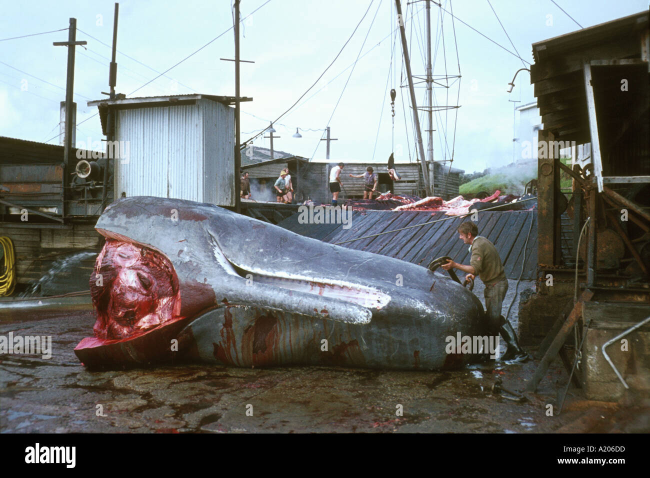 Whale station Albany 9 Stock Photo - Alamy