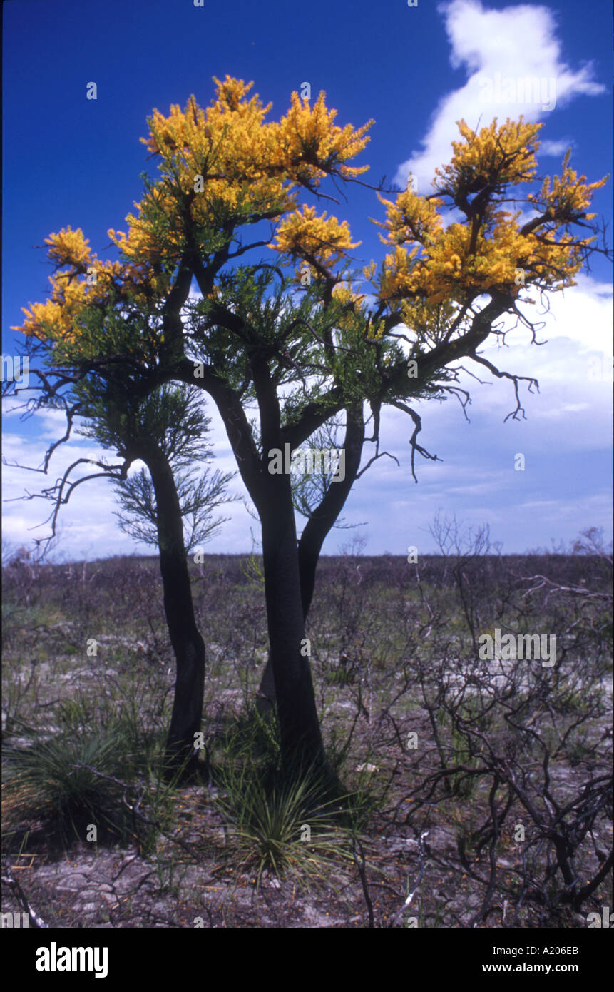 Australian native christmas tree flower hires stock photography and