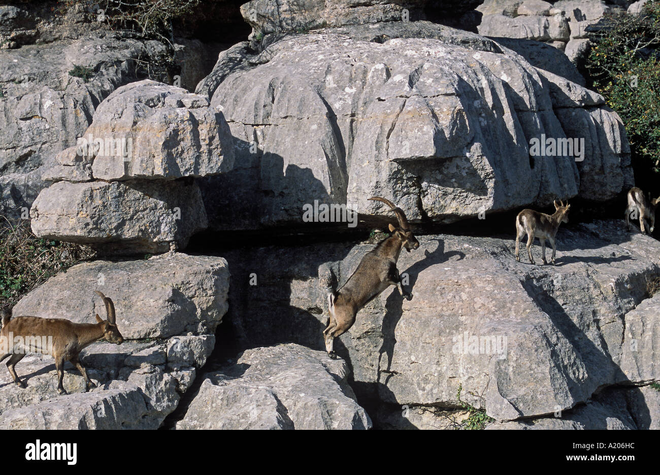 Erosion working on Jurassic limestones Spanish Ibex Capra pyrenaica