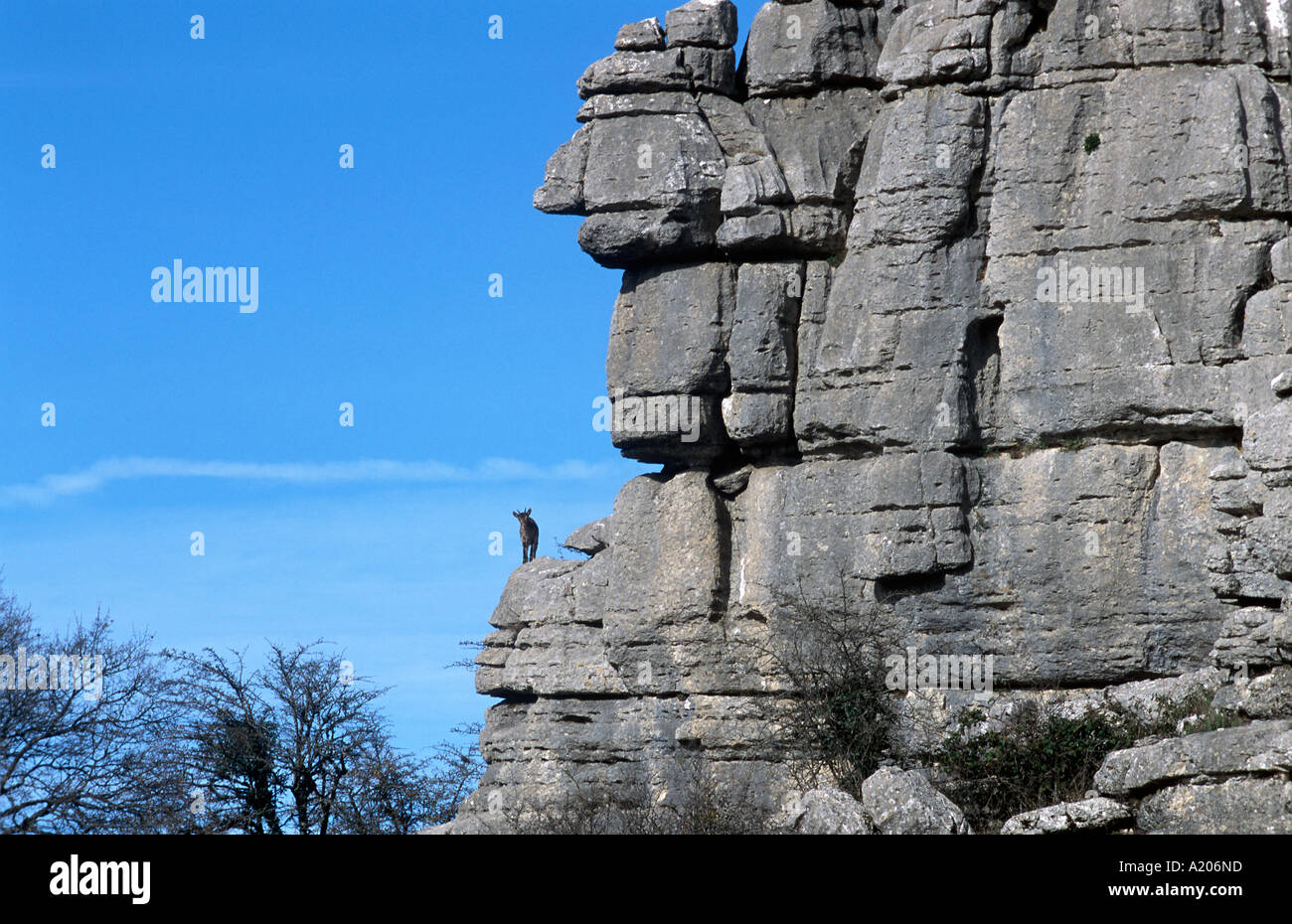 Erosion working on Jurassic limestones Spanish Ibex Capra pyrenaica