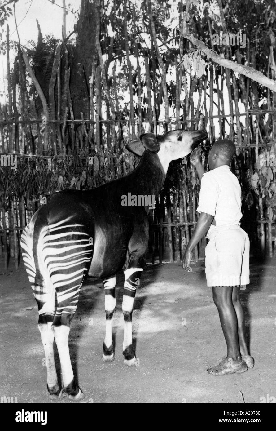 Female Okapi teken in the Angumu forest Stock Photo