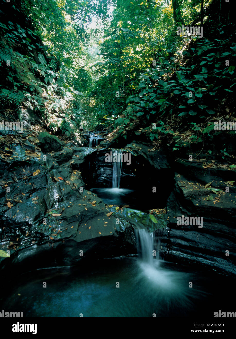 Beautiful rainforest scene hi-res stock photography and images - Alamy